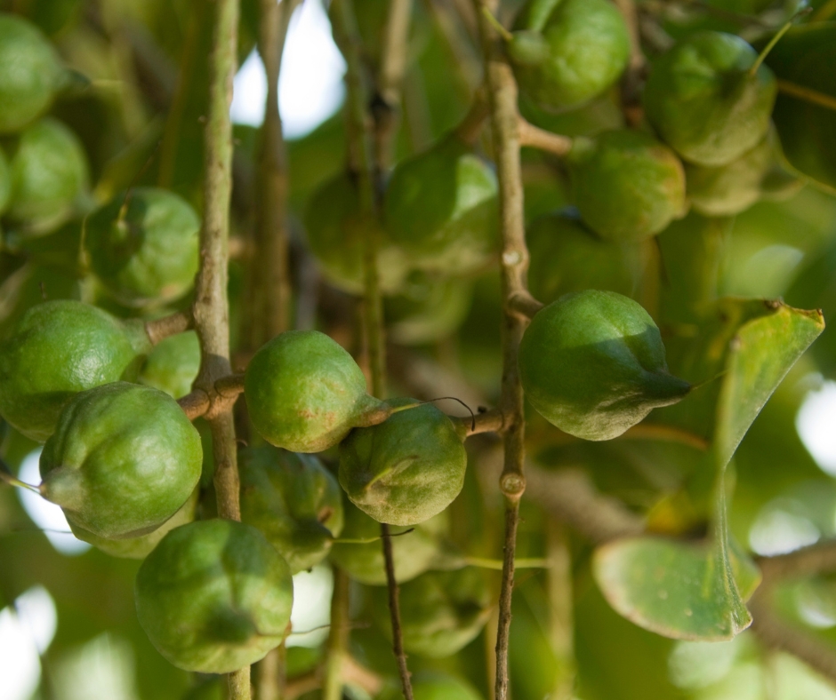 Dinh Dưỡng Bất Ngờ Của Hạt Macca - Nông Sản Việt Farm