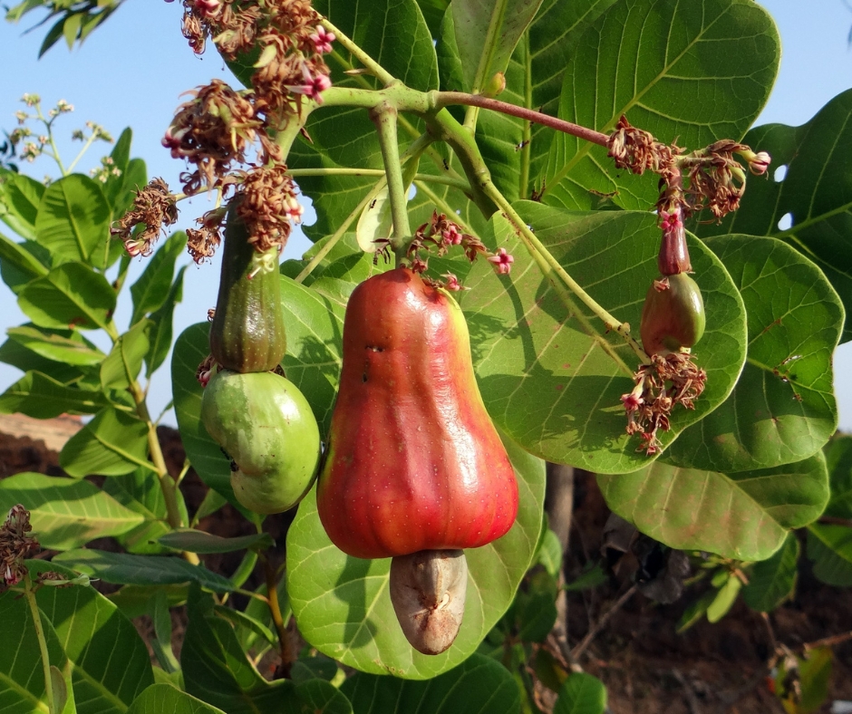 Cách chọn hạt điều rang muối chất lượng - VIETFARM
