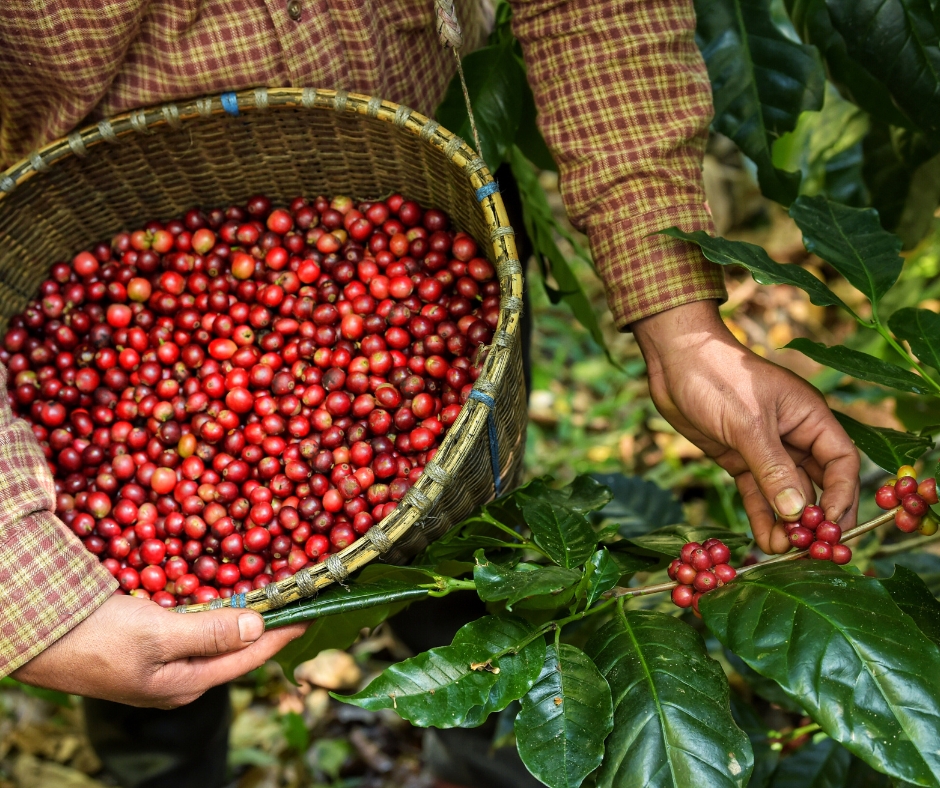 cà phê sạch vietfarm