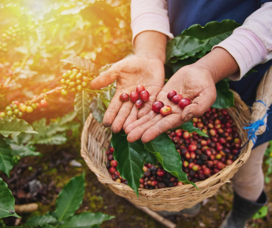 cà phê sạch vietfarm