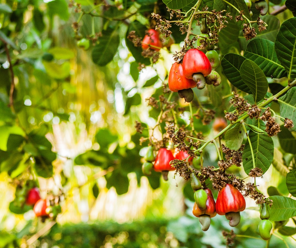 ngũ cốc hạt Cửa hàng hạt dinh dưỡng chất lượng tại Nông Sản Việt Farm